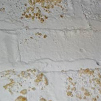 basment mold on wall