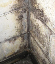 Basement Mold